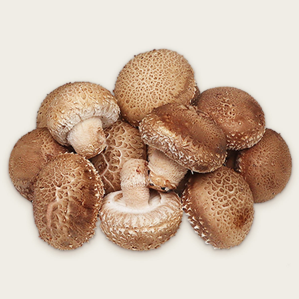 [벌교부농] 청운스마트팜  국내산 송화버섯 1kg